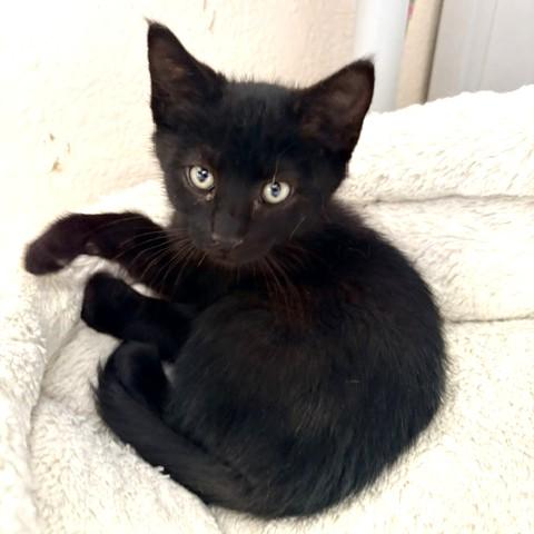 Pismo, a ADOPTABLE Domestic Short Hair in Long Beach, WA image 6/6
