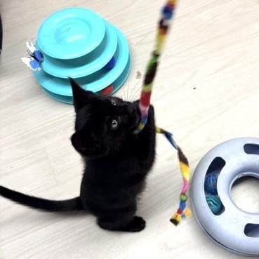 Pismo, a ADOPTABLE Domestic Short Hair in Long Beach, WA image 2/6