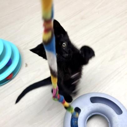 Pismo, a ADOPTABLE Domestic Short Hair in Long Beach, WA image 5/6