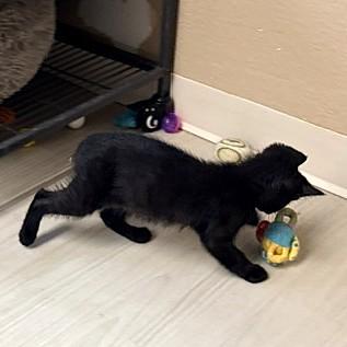Pismo, a ADOPTABLE Domestic Short Hair in Long Beach, WA image 3/6