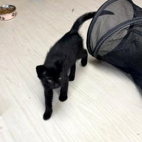 Pismo, a ADOPTABLE Domestic Short Hair in Long Beach, WA image 4/6