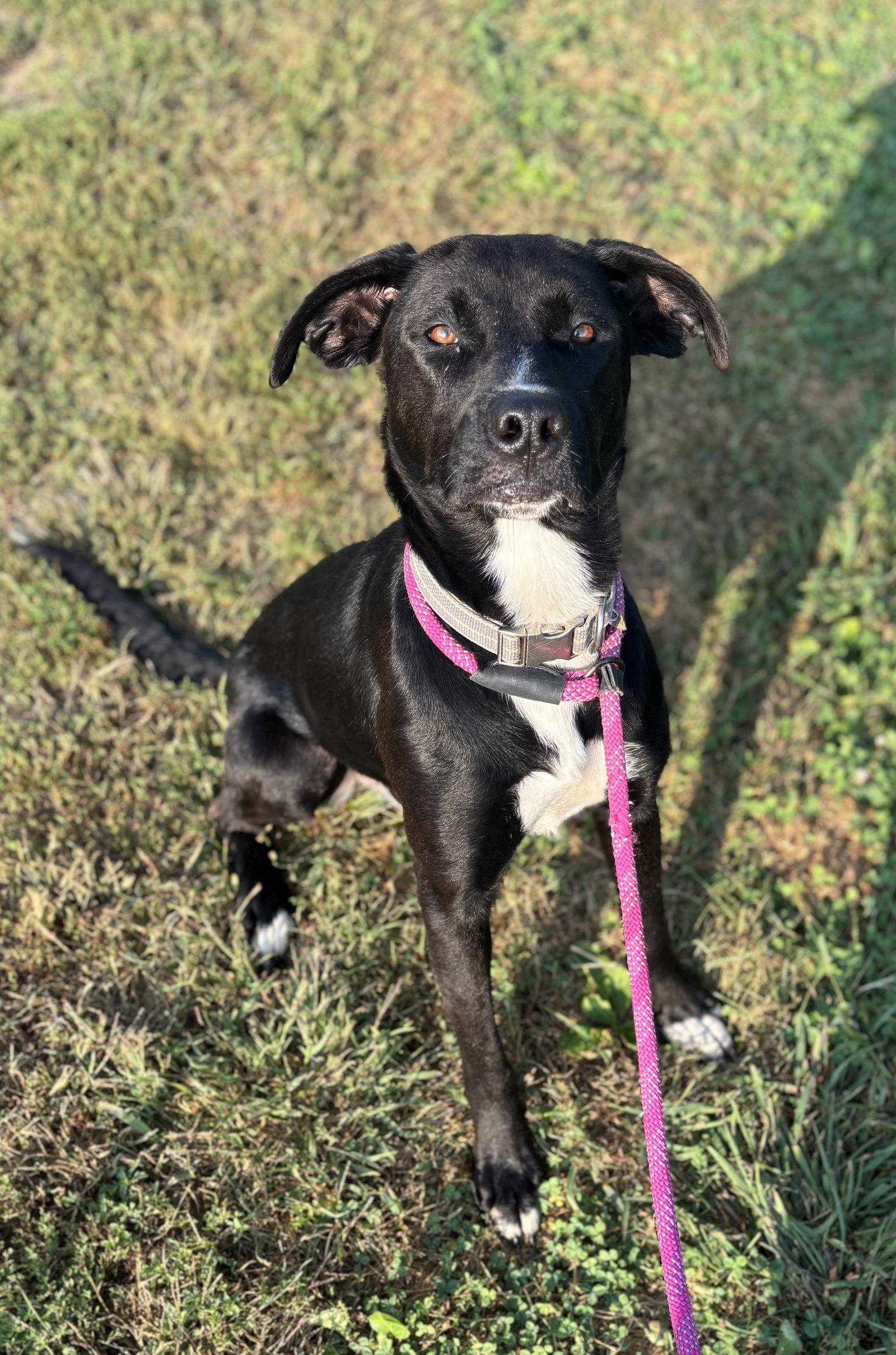 Enlarge Sully, a Adoptable Labrador Retriever in Williamsburg, IA image 1/2