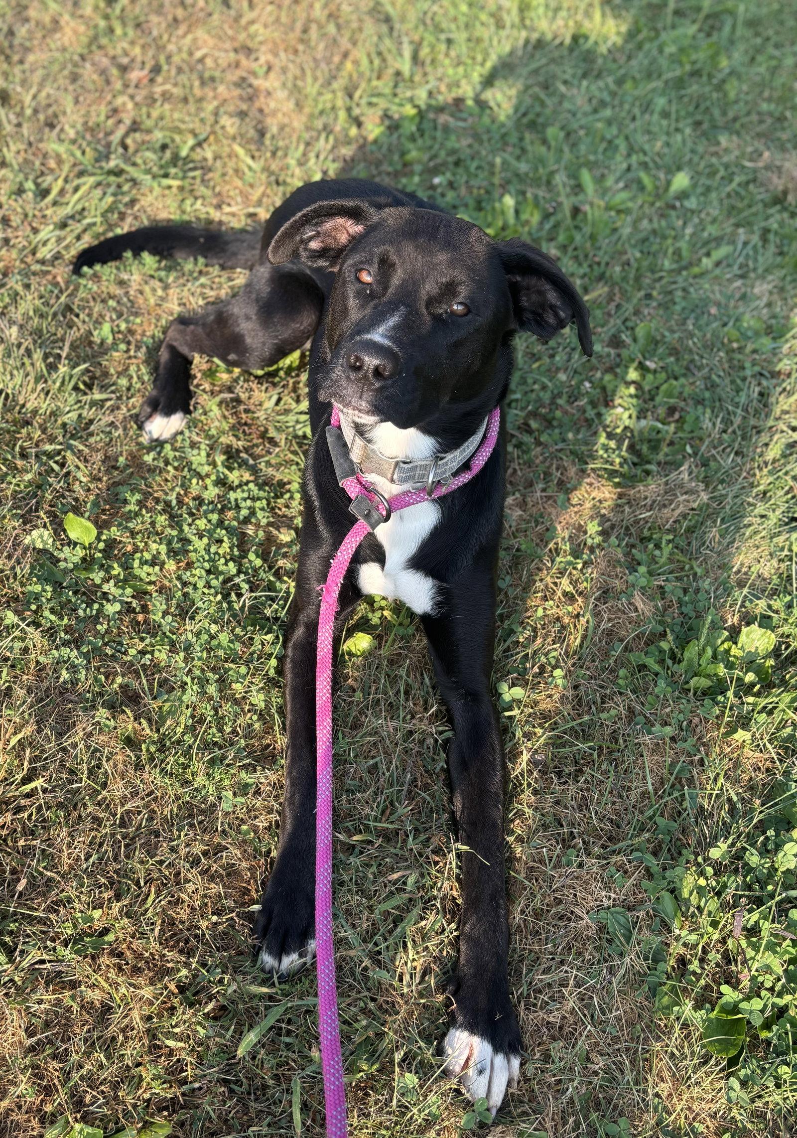 Enlarge Sully, a Adoptable Labrador Retriever in Williamsburg, IA image 2/2