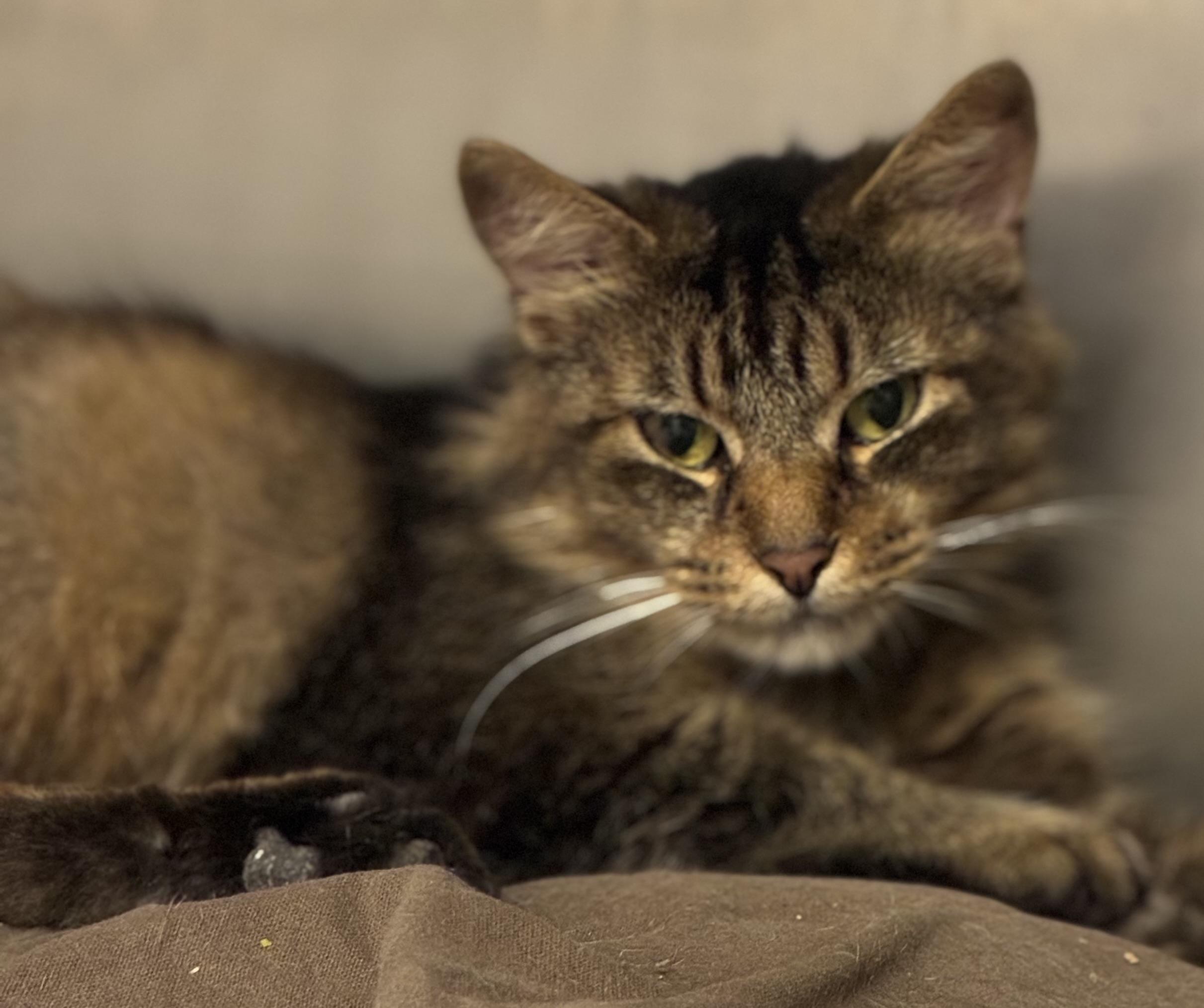 Meowshi, a ADOPTABLE mixed breed in Sandusky, MI image 2/3