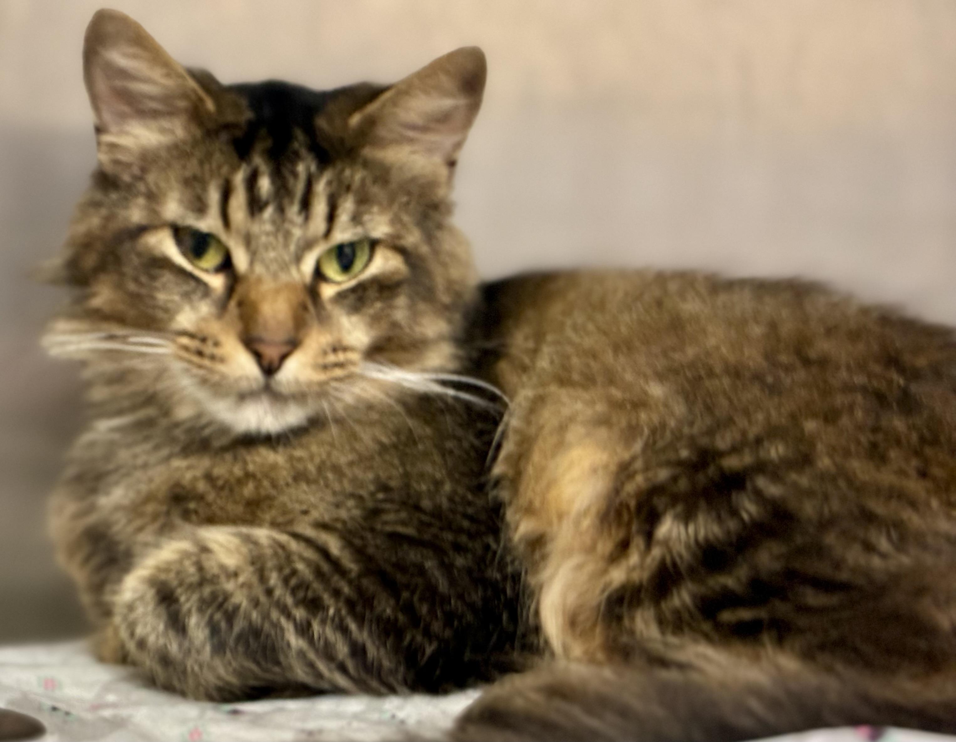 Meowshi, ADOPTABLE, Adult Male Domestic Long Hair & Ragdoll.