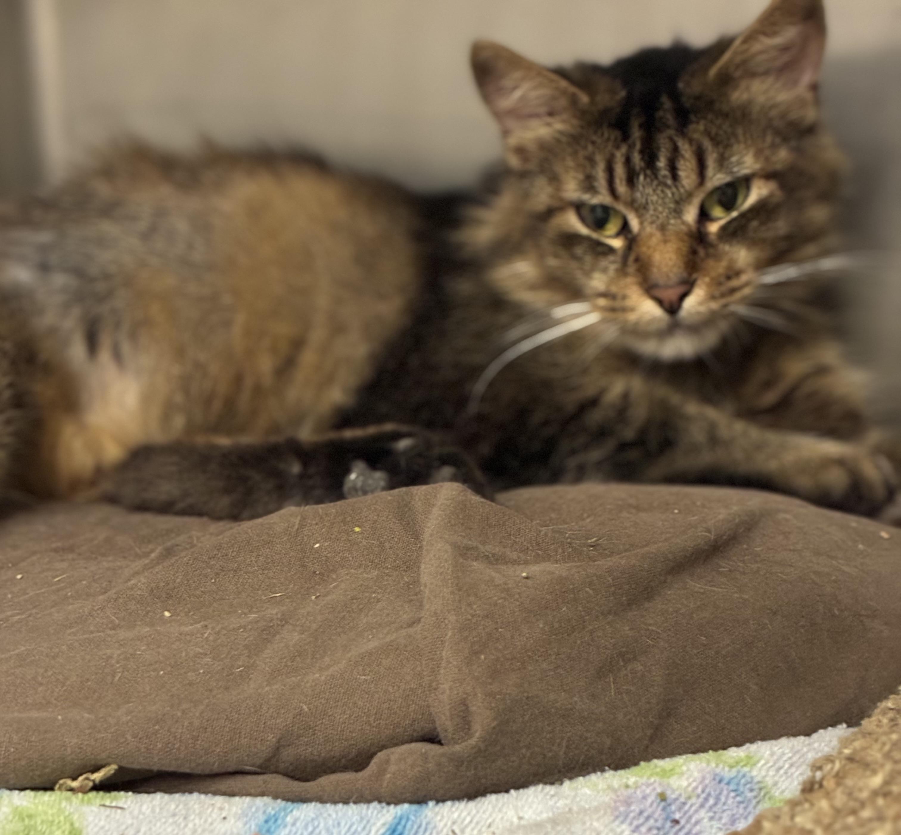 Meowshi, a ADOPTABLE mixed breed in Sandusky, MI image 3/3