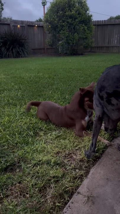 Enlarge Snicker, a Adoptable mixed breed in Grand Rapids, MI video 3/6