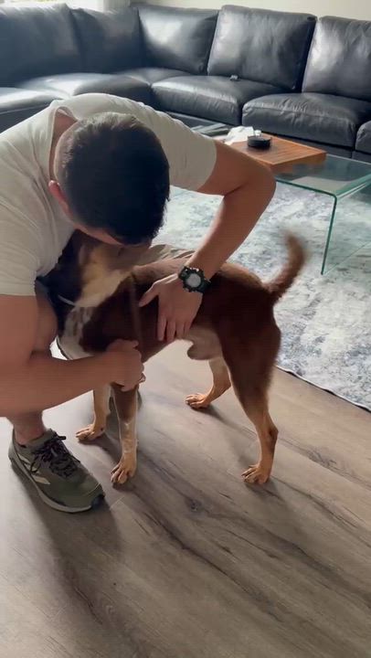 Enlarge Snicker, a Adoptable mixed breed in Grand Rapids, MI video 6/6