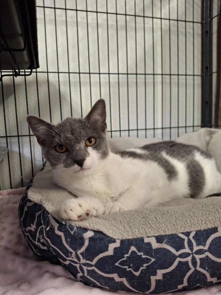 LORETTA, Adoptable, Young Female Domestic Short Hair.