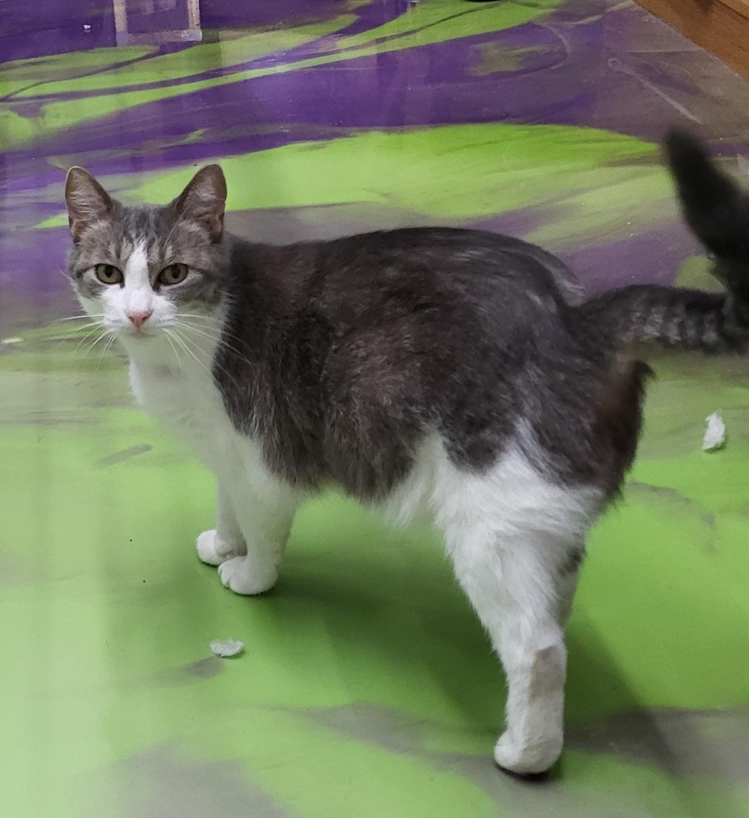 Enlarge Dolly, a Adoptable Domestic Short Hair in Anna, IL image 2/4