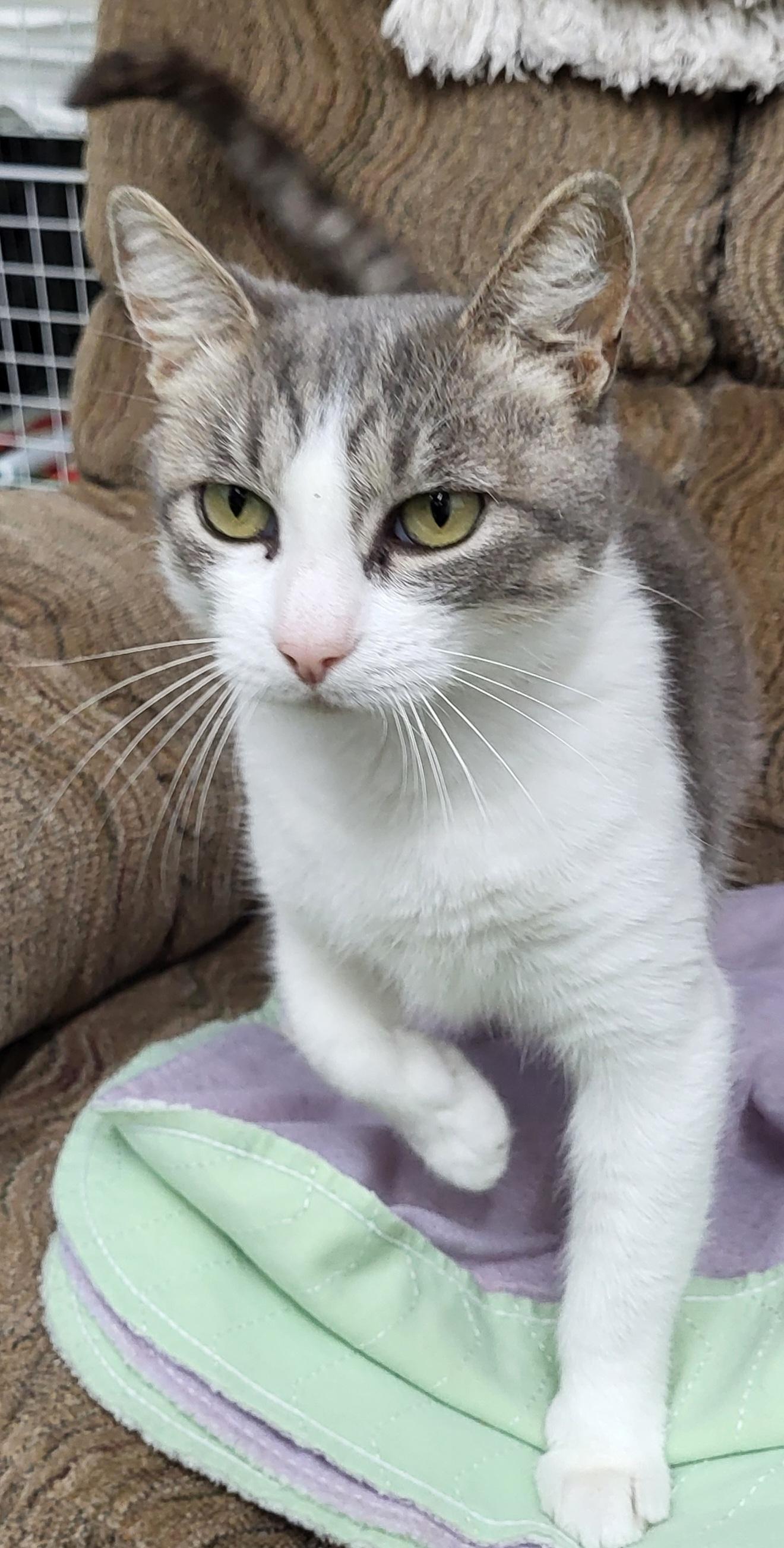 Enlarge Dolly, a Adoptable Domestic Short Hair in Anna, IL image 2/4
