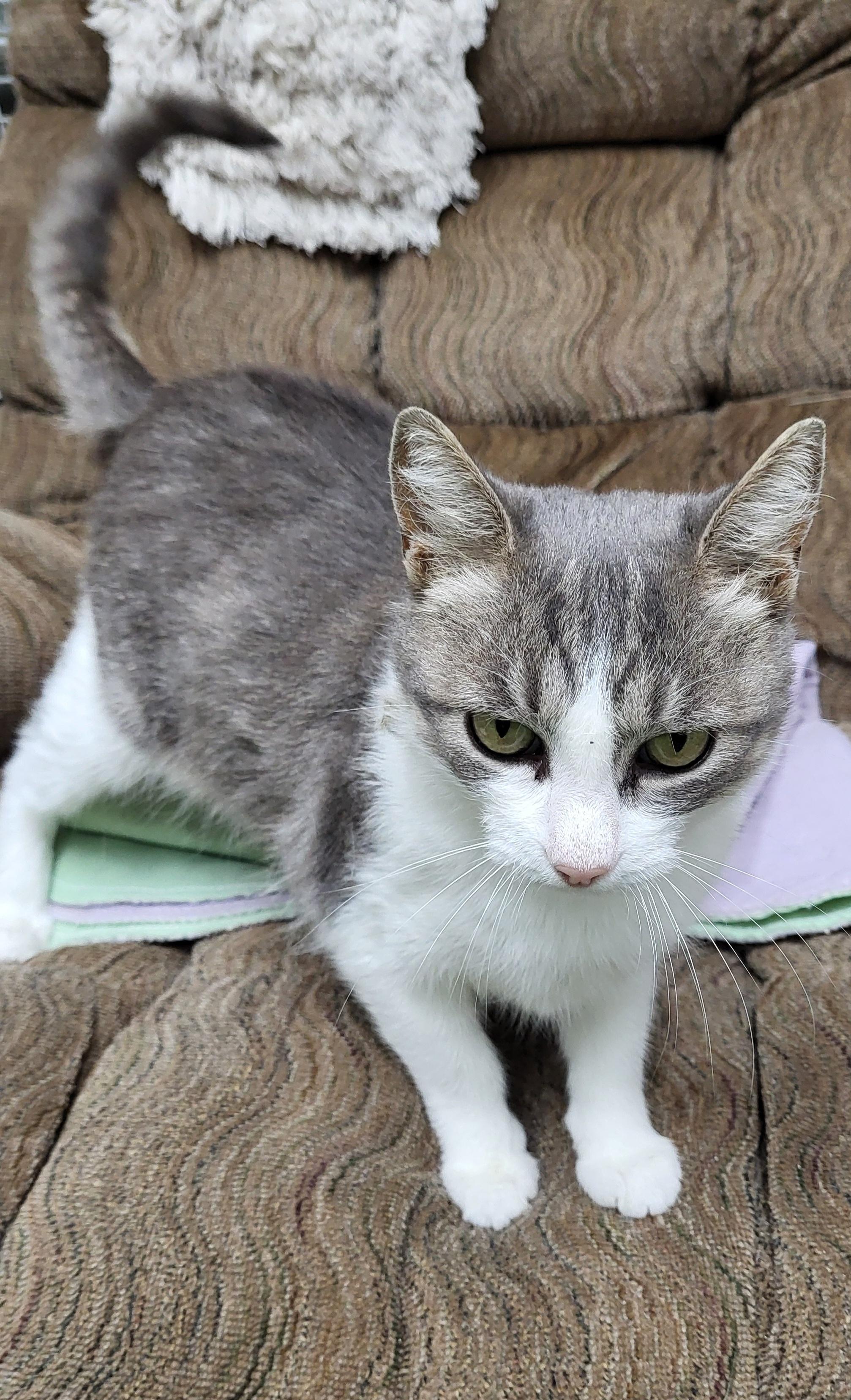 Enlarge Dolly, a Adoptable Domestic Short Hair in Anna, IL image 3/4