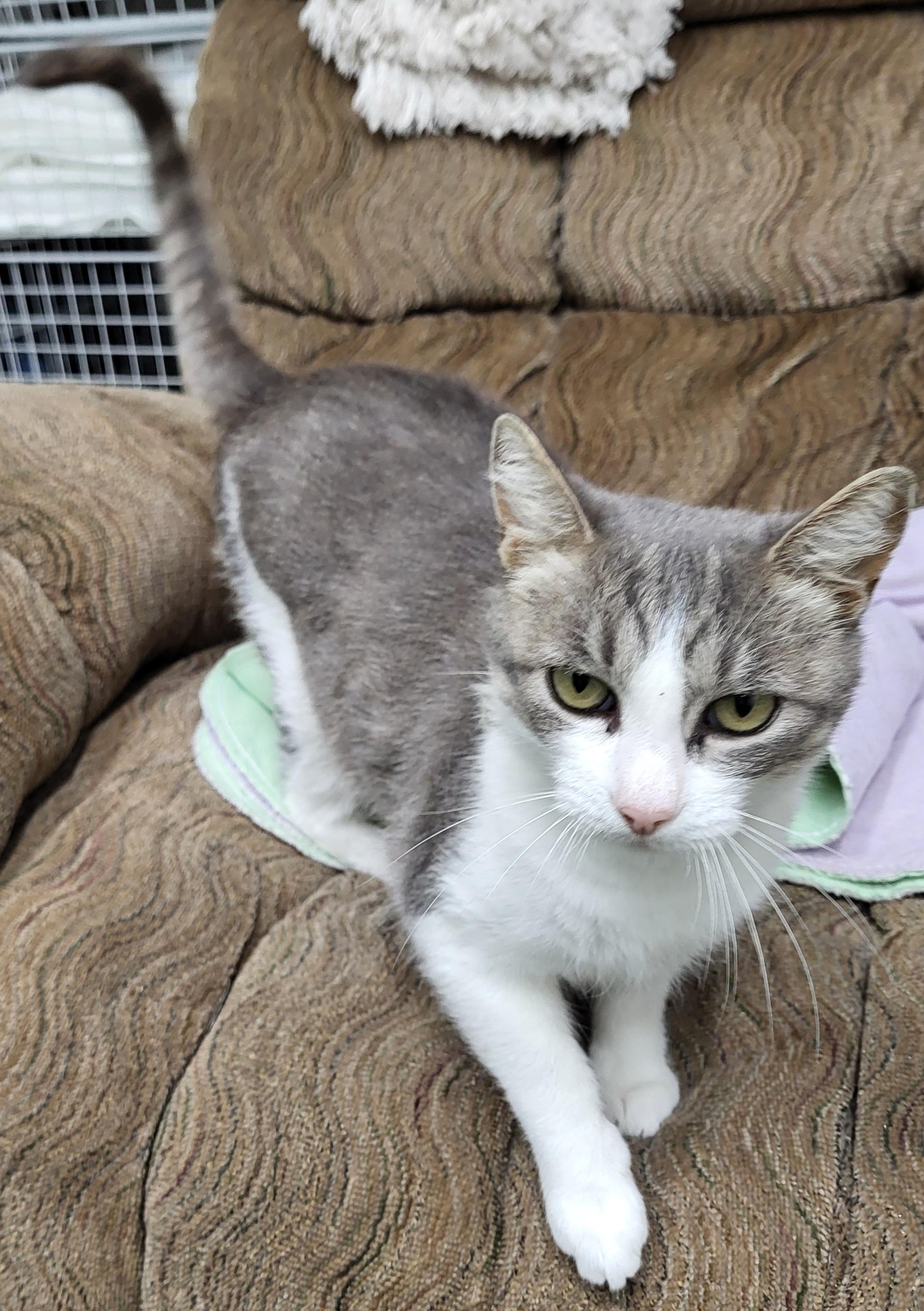 Enlarge Dolly, a Adoptable Domestic Short Hair in Anna, IL image 4/4