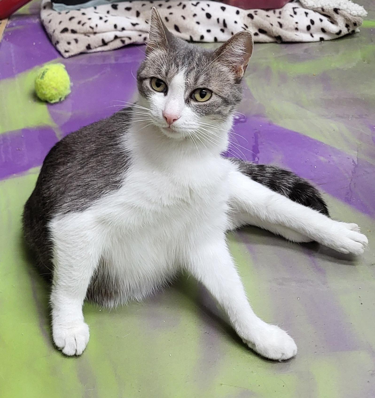 Enlarge Dolly, a Adoptable Domestic Short Hair in Anna, IL image 3/4