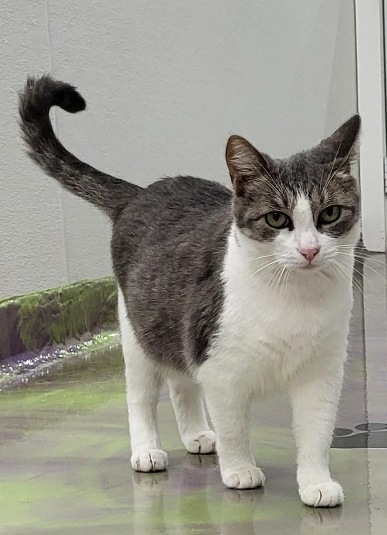 Enlarge Dolly, a Adoptable Domestic Short Hair in Anna, IL image 1/4