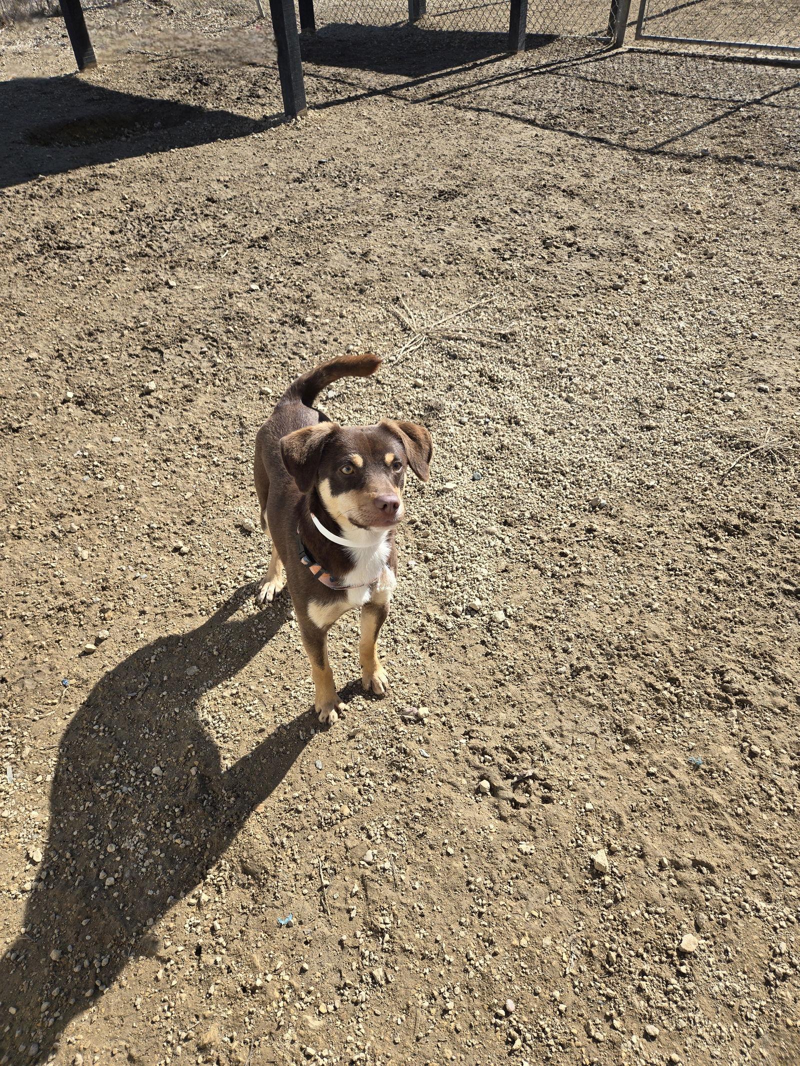 Enlarge Coco, a Adopted Australian Kelpie in Maquoketa, IA image 1/1