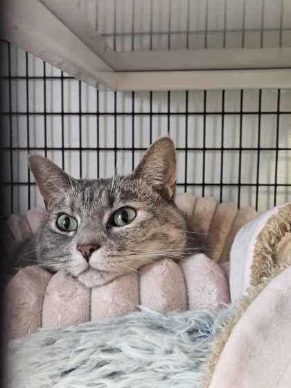 Enlarge Jo, a Adoptable mixed breed in Mount Pleasant, IA image 1/3