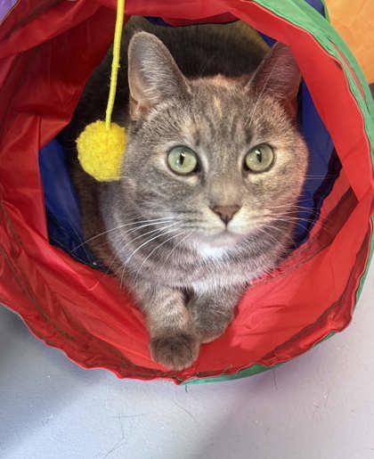 Enlarge Jo, a Adoptable mixed breed in Mount Pleasant, IA image 2/3