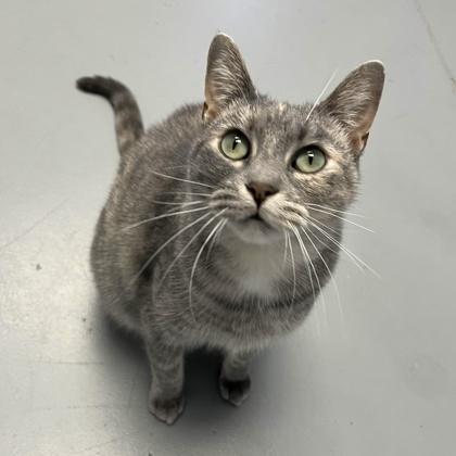 Jo, Adoptable, Adult Female Domestic Short Hair & Domestic Short Hair.