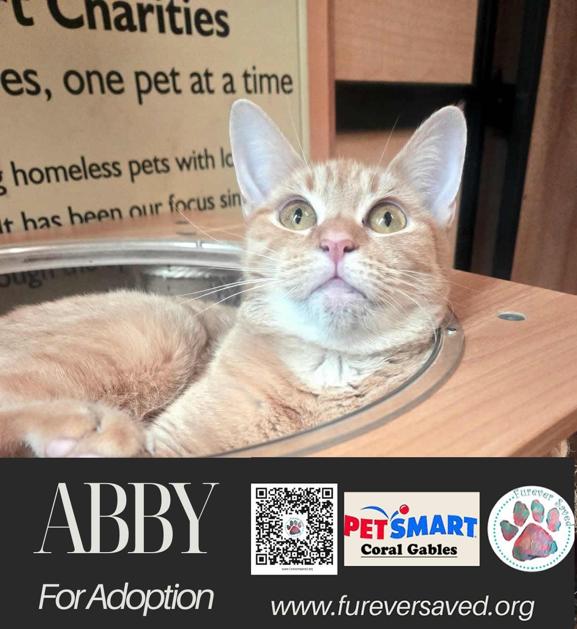 Enlarge Abby, a ADOPTABLE Domestic Short Hair in Miami, FL image 2/5
