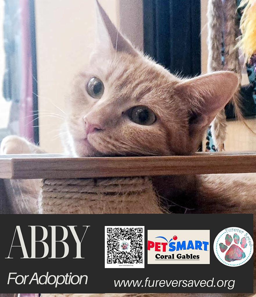 Enlarge Abby, a ADOPTABLE Domestic Short Hair in Miami, FL image 5/5
