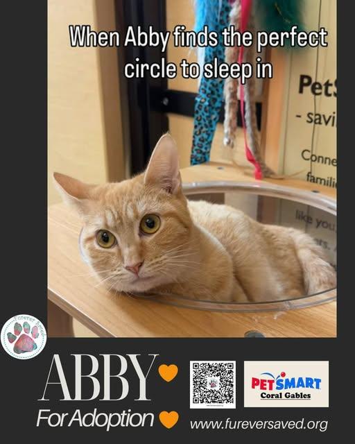 Enlarge Abby, a ADOPTABLE Domestic Short Hair in Miami, FL image 1/5