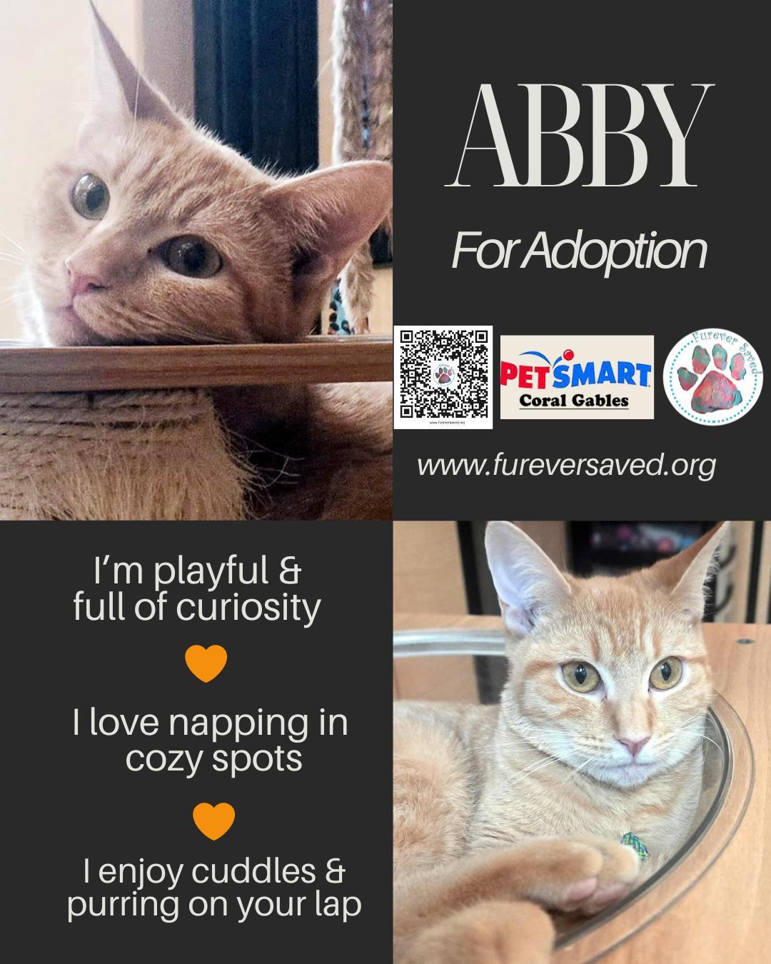 Enlarge Abby, a ADOPTABLE Domestic Short Hair in Miami, FL image 3/5