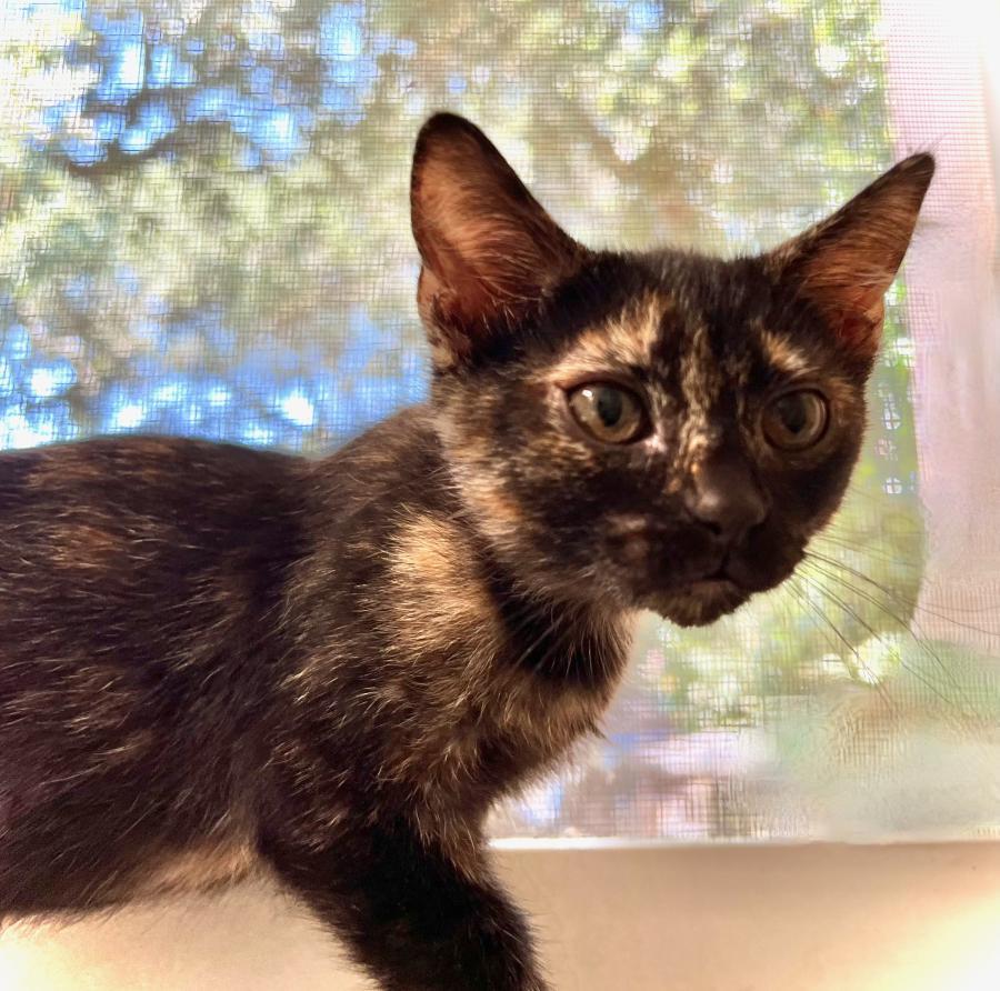 Enlarge Devi, a Adoptable Tortoiseshell in Palo Alto, CA image 3/6