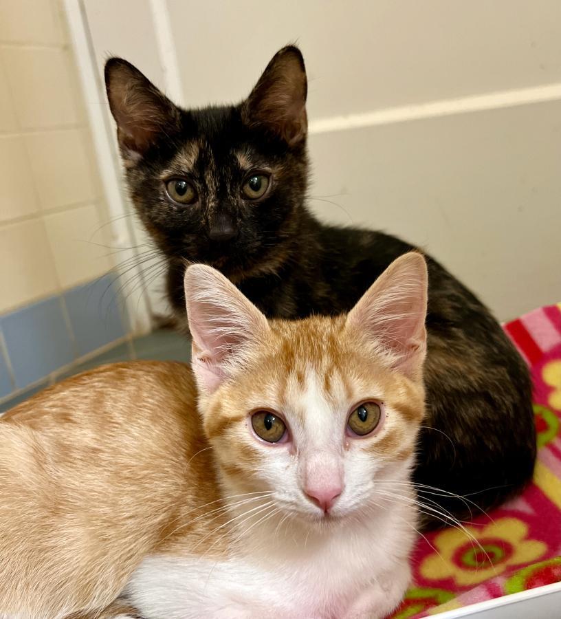 Enlarge Devi, a Adoptable Tortoiseshell in Palo Alto, CA image 5/6