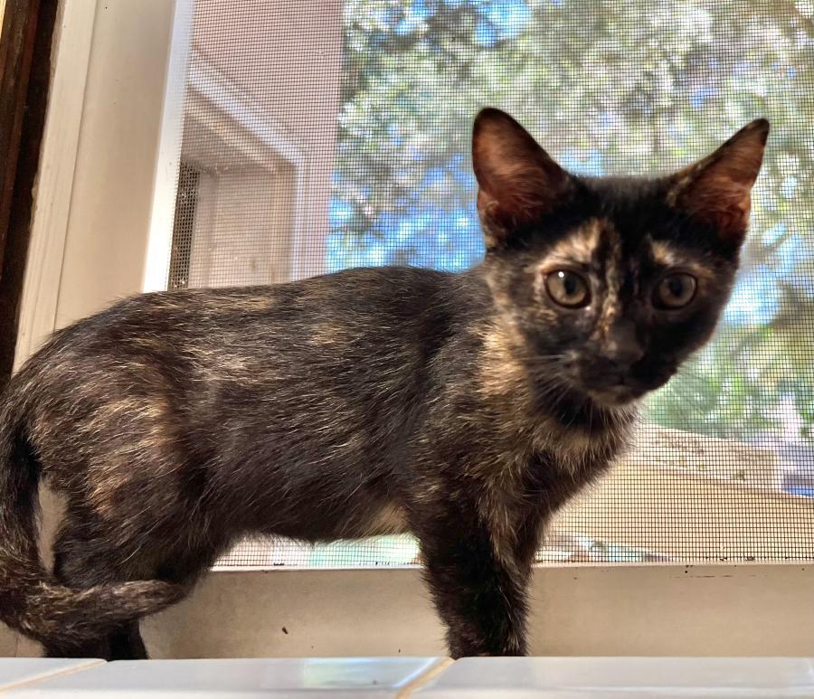 Enlarge Devi, a Adoptable Tortoiseshell in Palo Alto, CA image 6/6