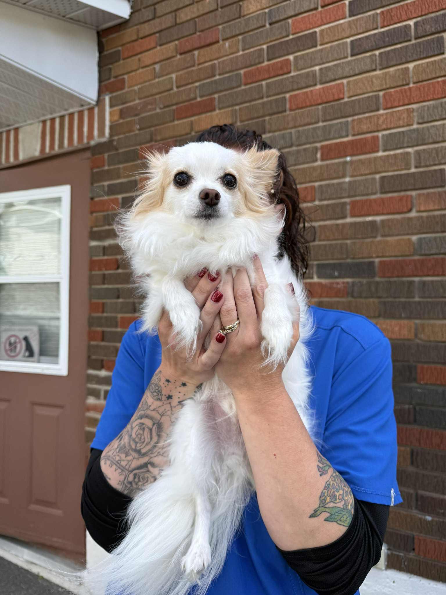 AXEL, Adopted, Adult Male Chihuahua.