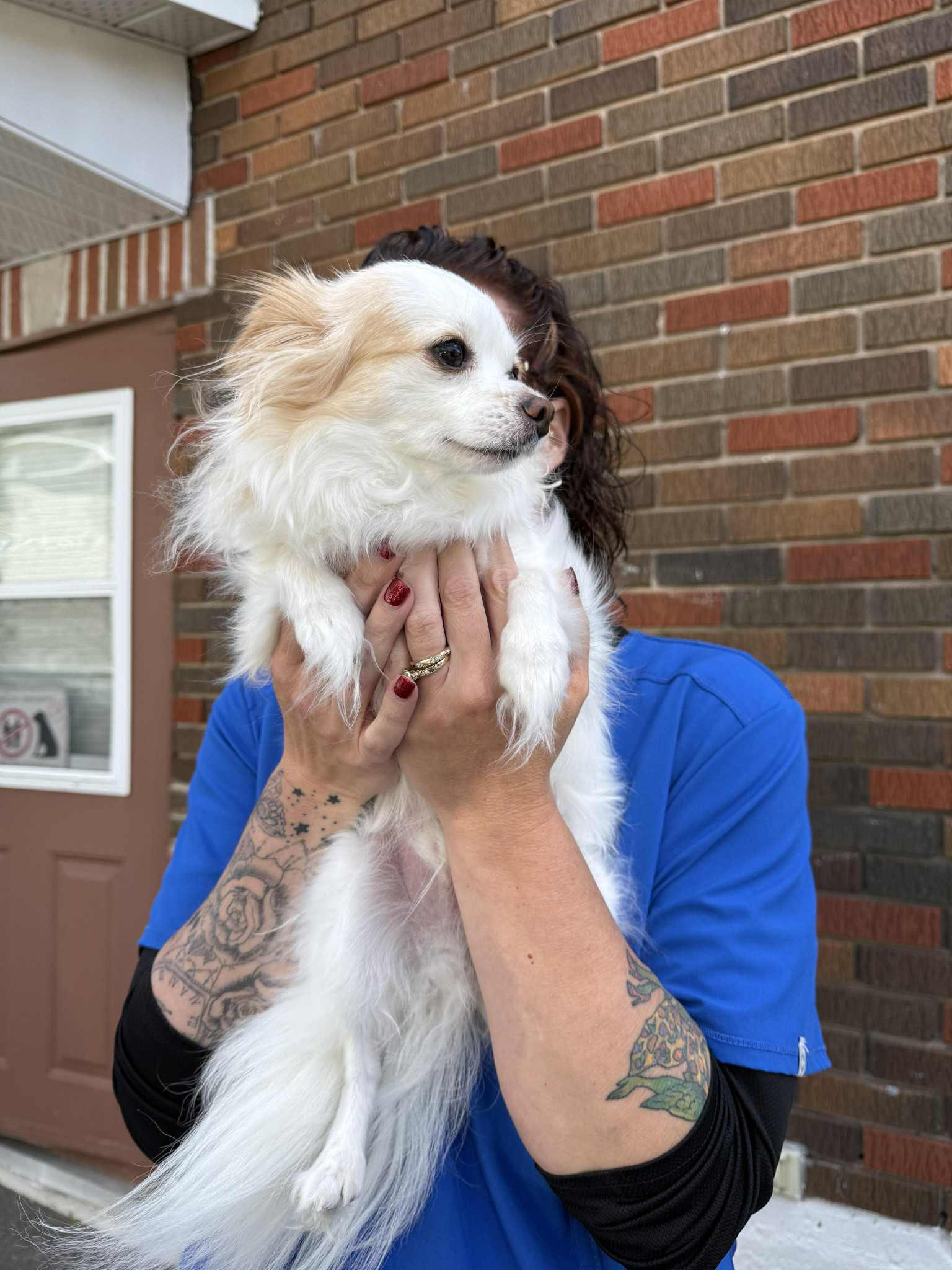 Enlarge AXEL, a Adopted Chihuahua in St-Valerien, QC image 2/4