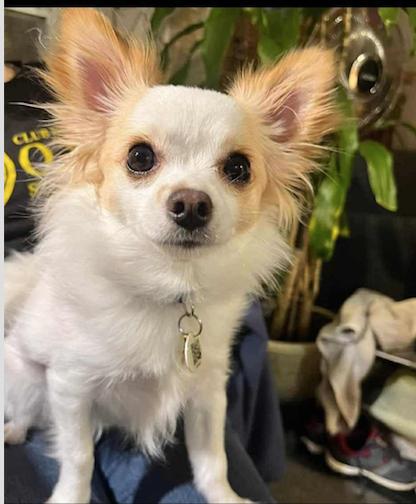 Enlarge AXEL, a Adopted Chihuahua in St-Valerien, QC image 3/4