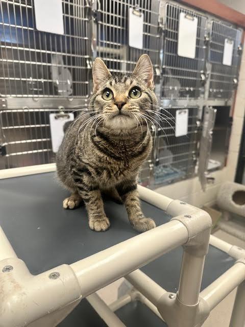 Douglas, Adoptable, Young Male Domestic Short Hair.