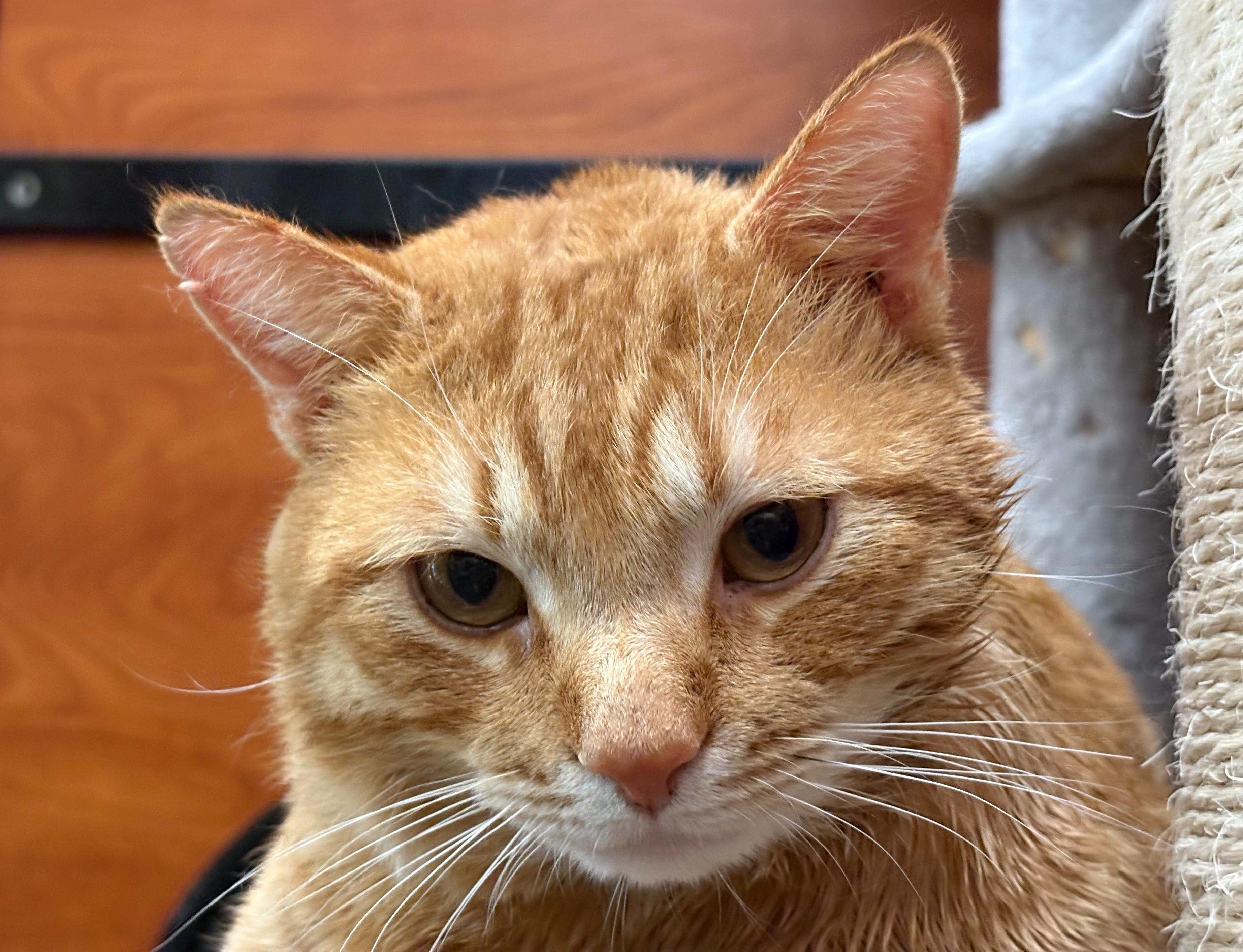 Bear, Adoptable, Adult Male Domestic Short Hair.