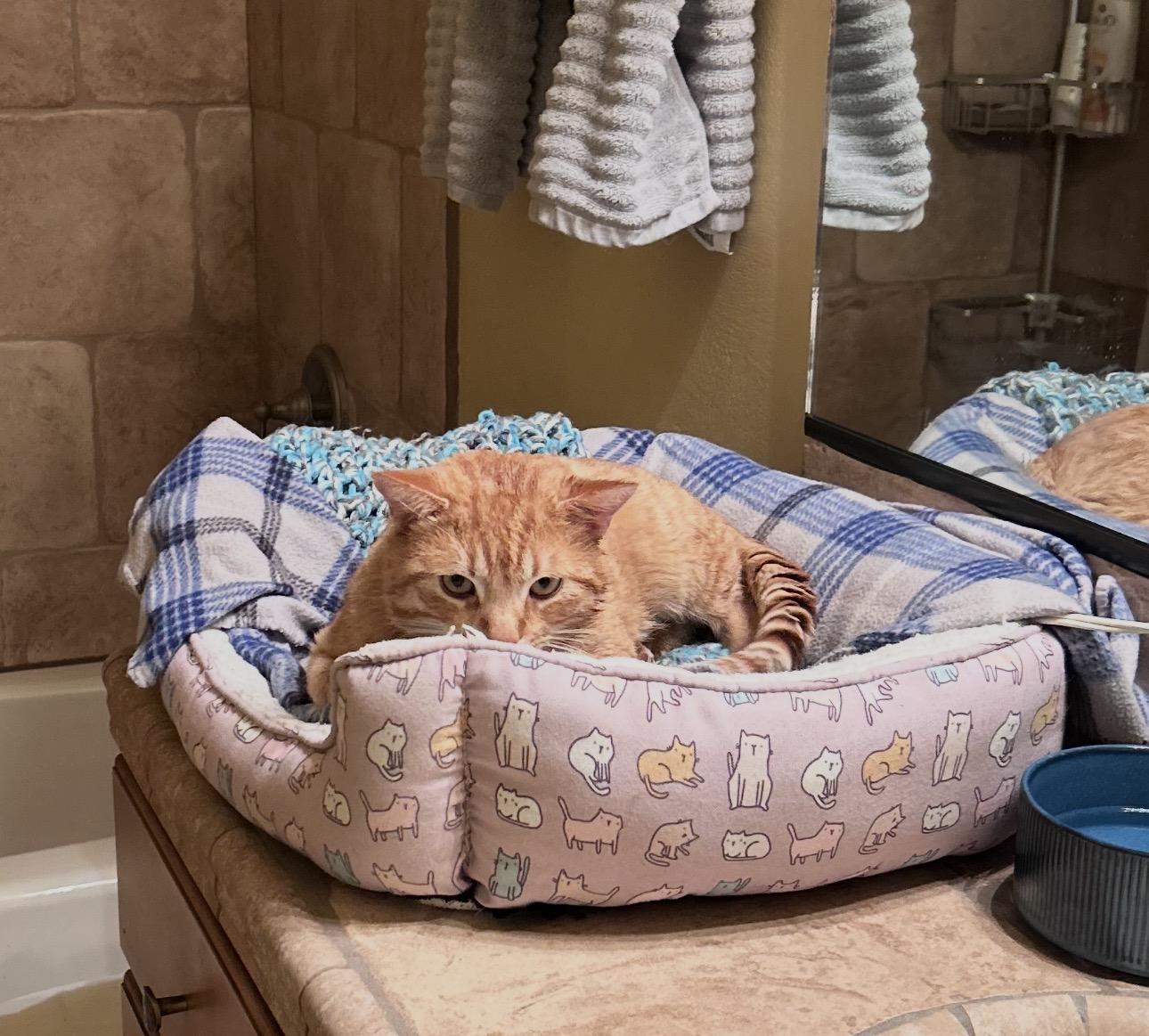 Enlarge Bear, a Adoptable Domestic Short Hair in Hurricane, UT image 2/3