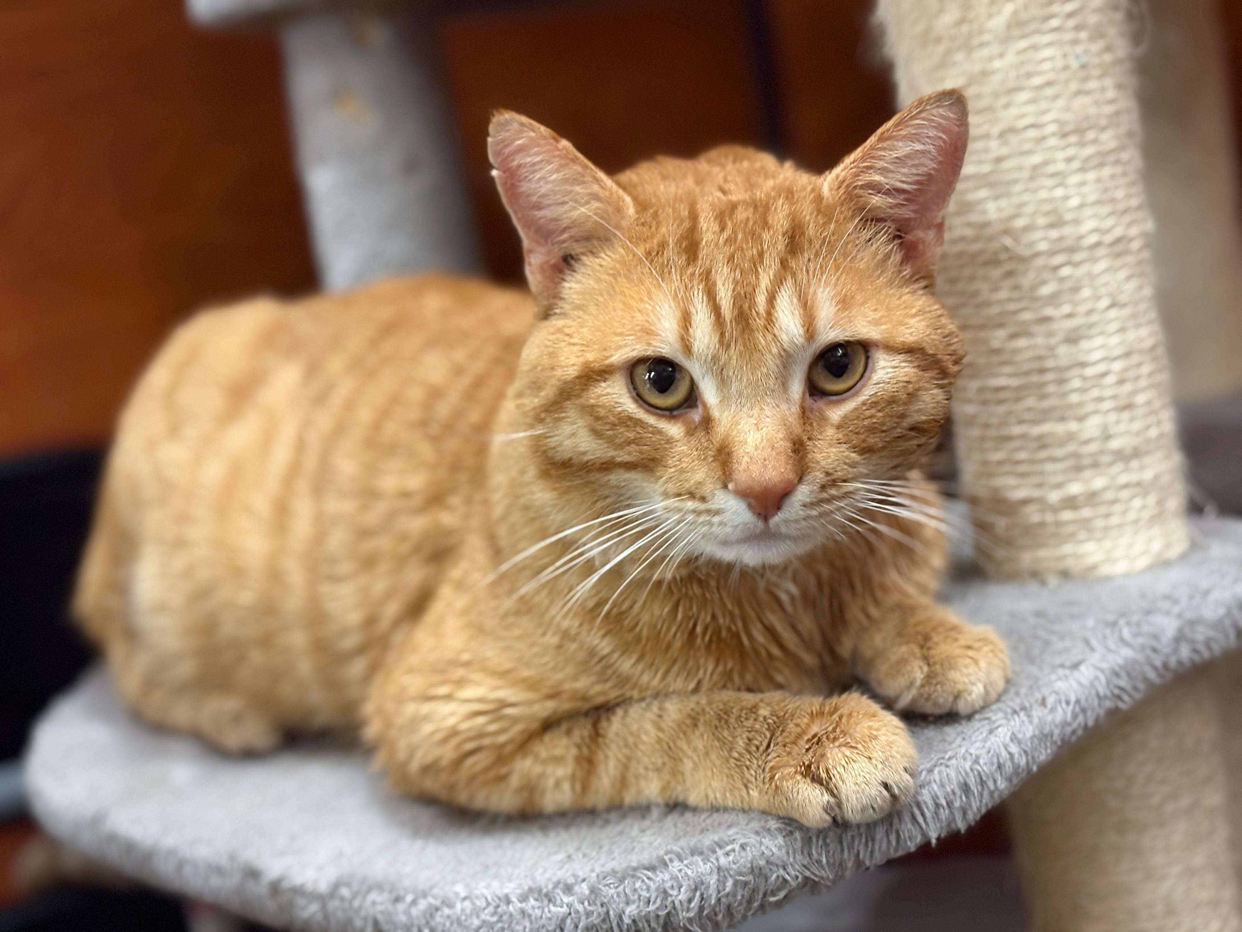 Enlarge Bear, a Adoptable Domestic Short Hair in Hurricane, UT image 3/3