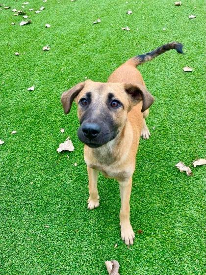 Tehila, Adoptable, Young Female Mixed Breed & Mixed Breed.