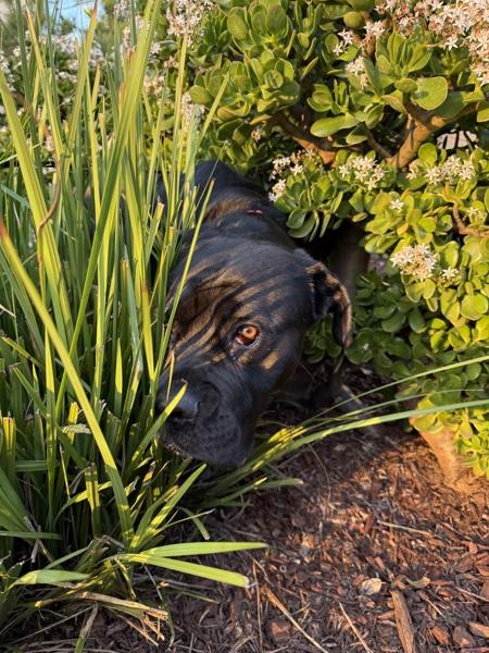 Enlarge Star, a Adoptable mixed breed in San Diego, CA image 1/6