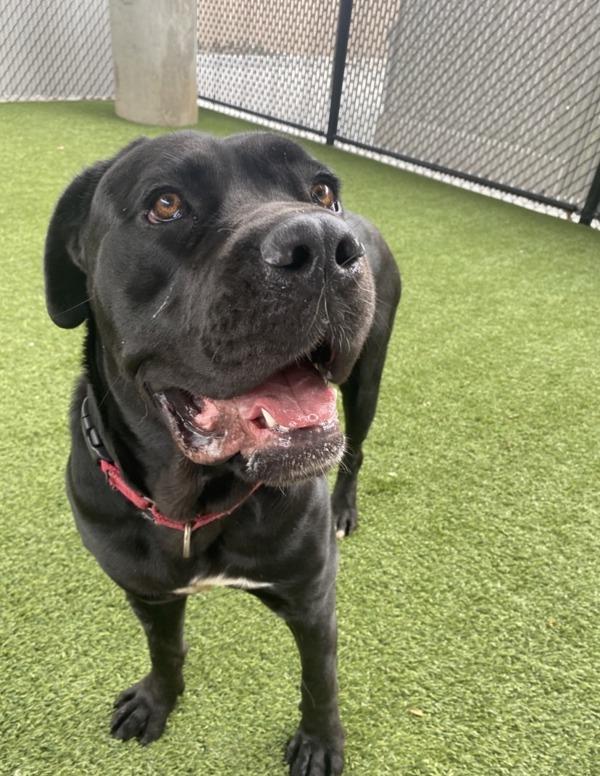 Enlarge Star, a Adoptable mixed breed in San Diego, CA image 2/6