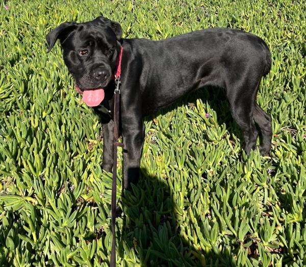 Enlarge Star, a Adoptable mixed breed in San Diego, CA image 3/6