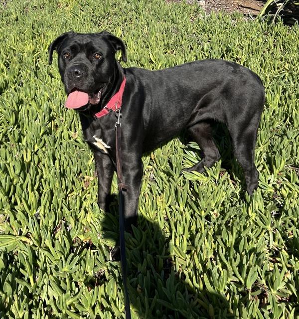 Enlarge Star, a Adoptable mixed breed in San Diego, CA image 4/6