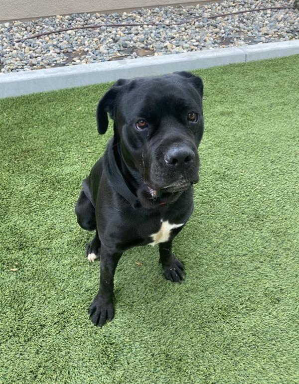 Enlarge Star, a Adoptable mixed breed in San Diego, CA image 5/6