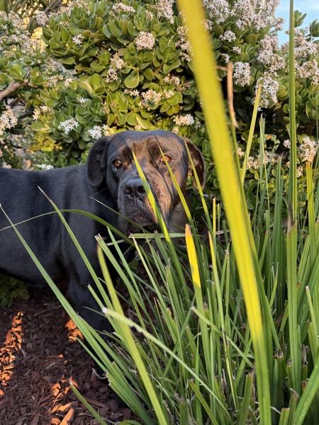 Enlarge Star, a Adoptable mixed breed in San Diego, CA image 6/6