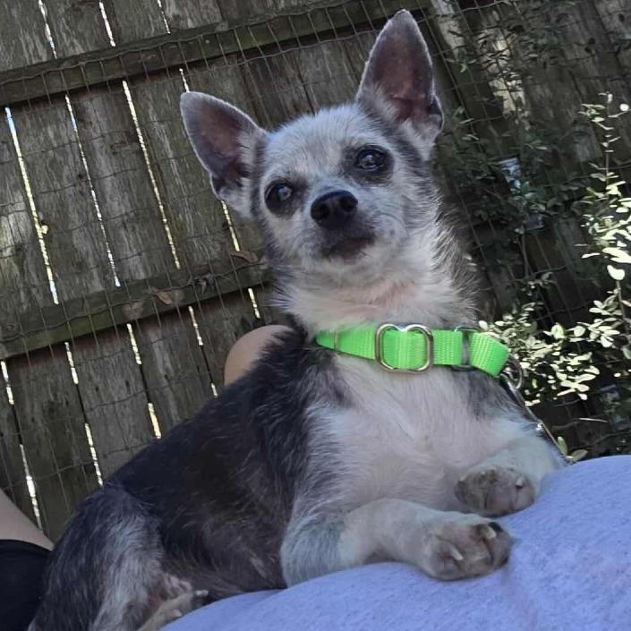 Madea, a Adoptable Chihuahua in Spring, TX image 1/6