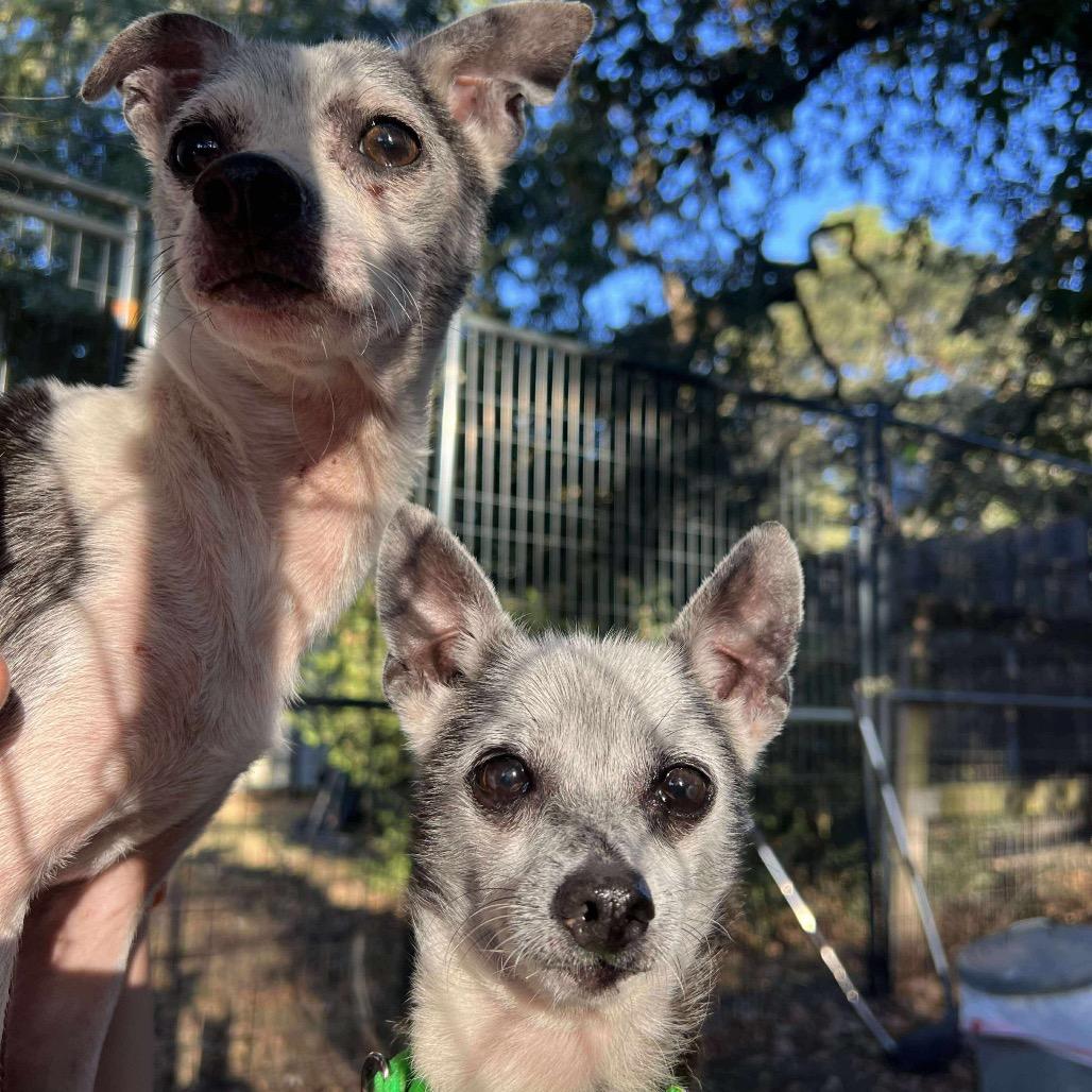 Madea, a Adoptable Chihuahua in Spring, TX image 2/6