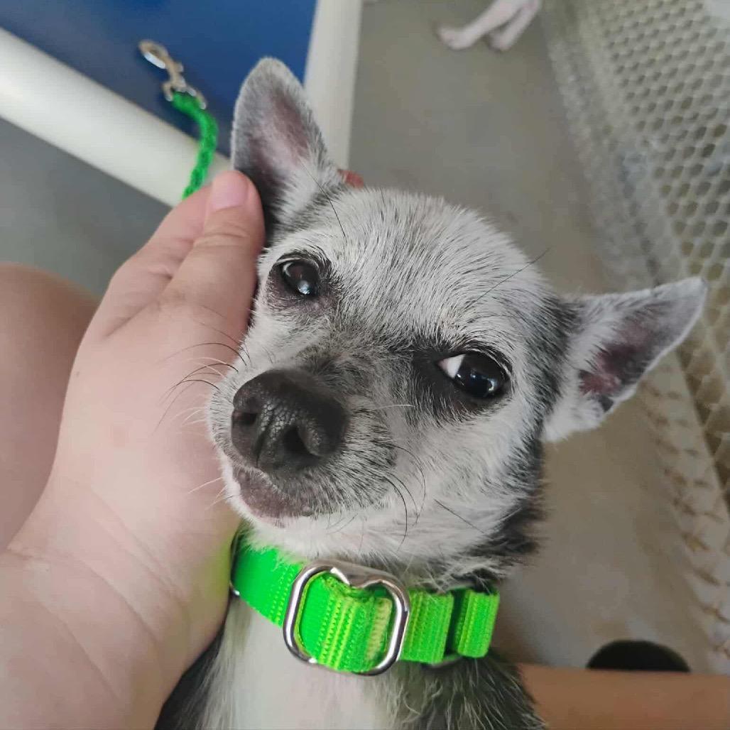 Madea, a Adoptable Chihuahua in Spring, TX image 3/6