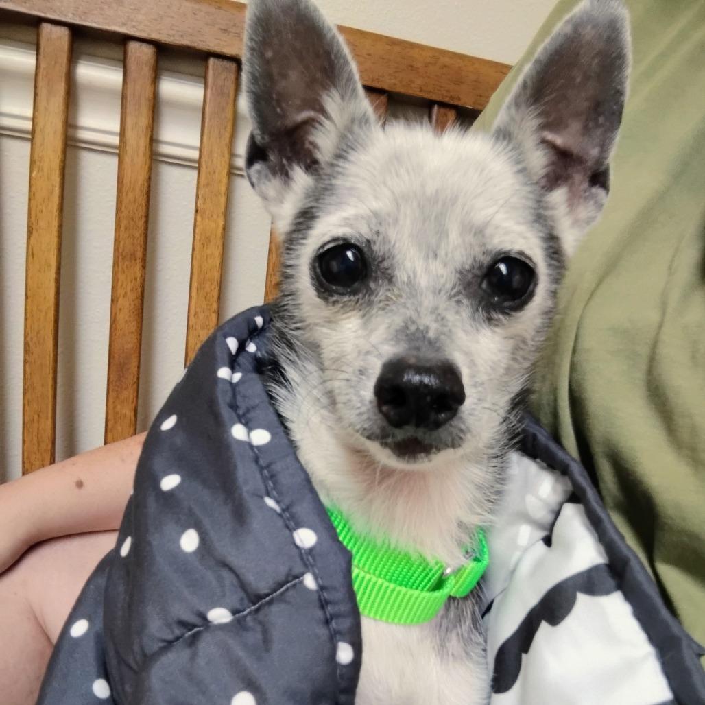 Madea, a Adoptable Chihuahua in Spring, TX image 4/6