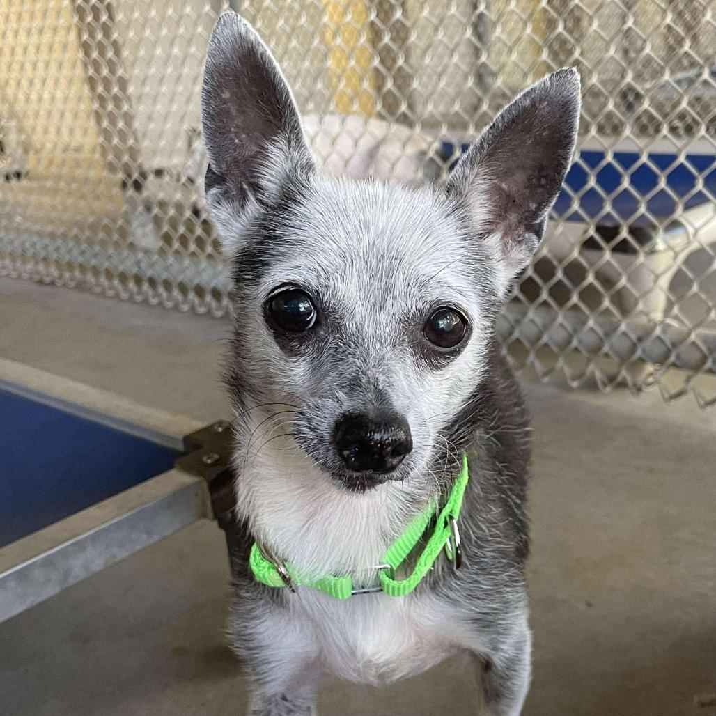 Madea, a Adoptable Chihuahua in Spring, TX image 5/6