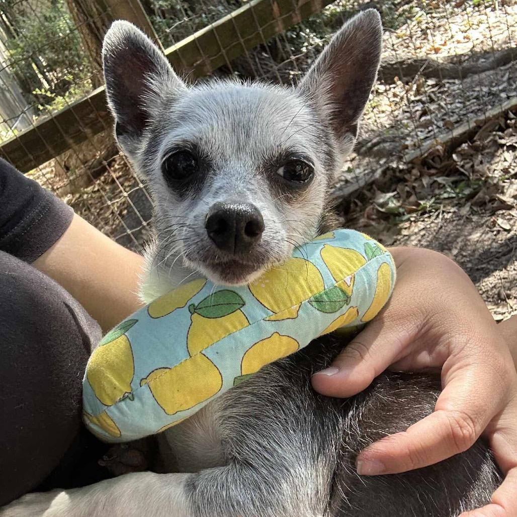 Madea, a Adoptable Chihuahua in Spring, TX image 6/6